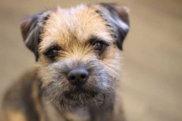 Who fancies a lovely thread filled with dogs?