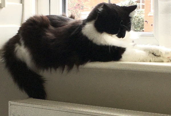 Chez Ollie - "Give me your tired, your paw, your purring masses..." - All welcome