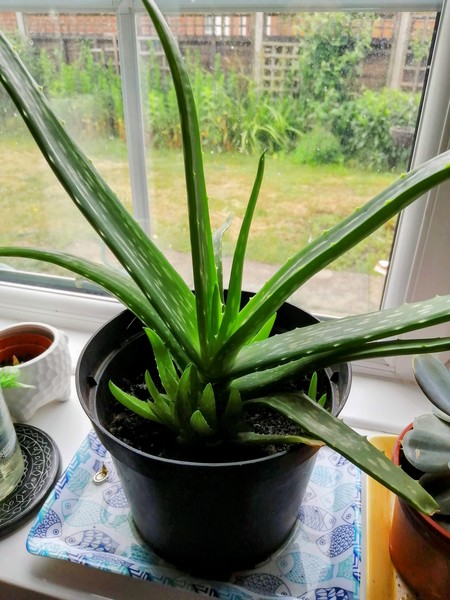 Please help me with my aloe veras