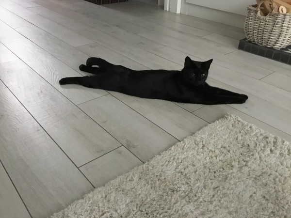 Lucky black cat appreciation thread