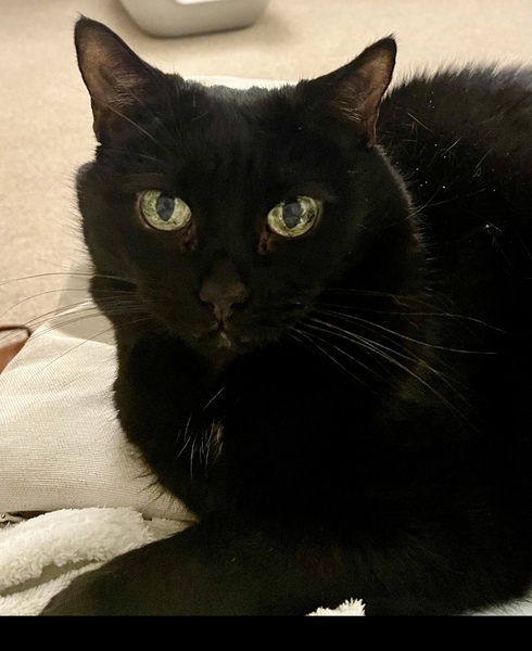 Show me your black cats!