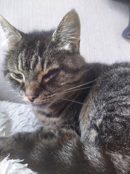 My lovely feline visitor