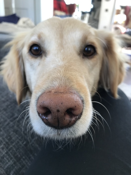 Who fancies a lovely thread filled with dogs?