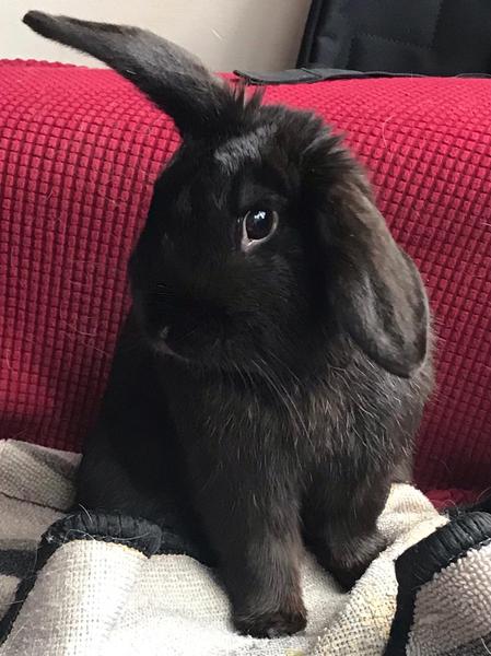 Inspired by the dog thread would anyone like to talk rabbits?