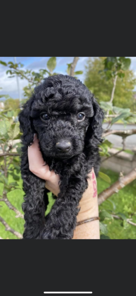 Getting a puppy on Friday