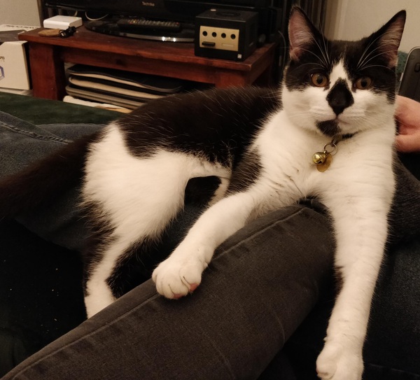 Where to buy kittens?!