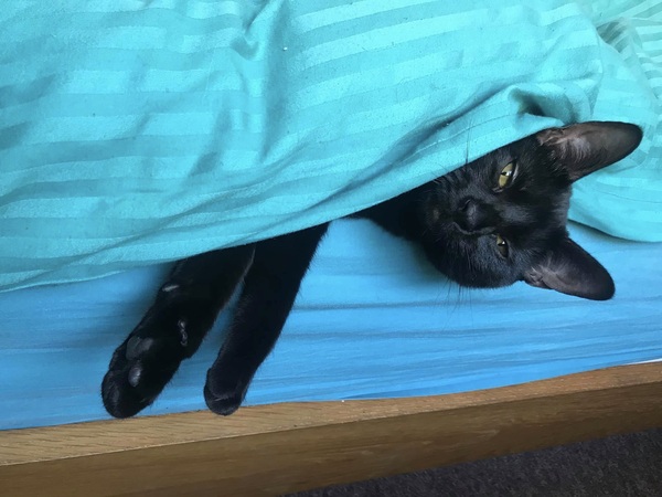 Lucky black cat appreciation thread