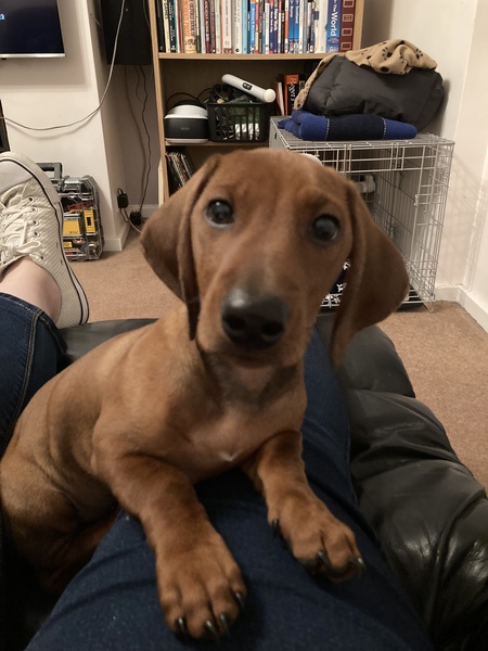 Who fancies a lovely thread filled with dogs?