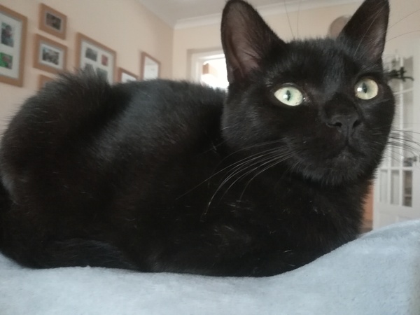 Do your black cats wear collars?