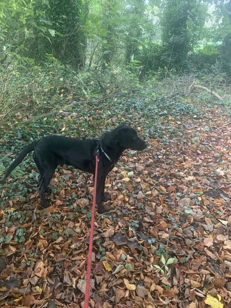 Puppy survival thread. Oct/Nov fireworks!