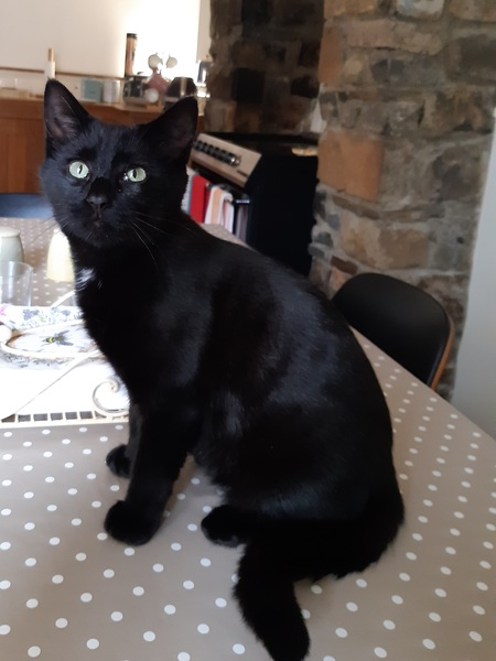 Show me your black cats!