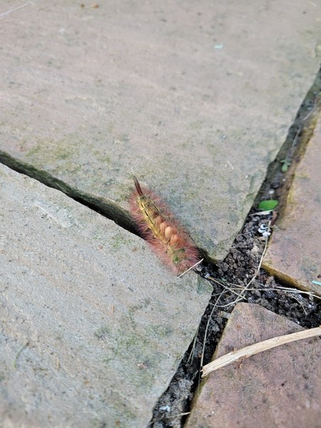 Is anybody good with Caterpillars?
