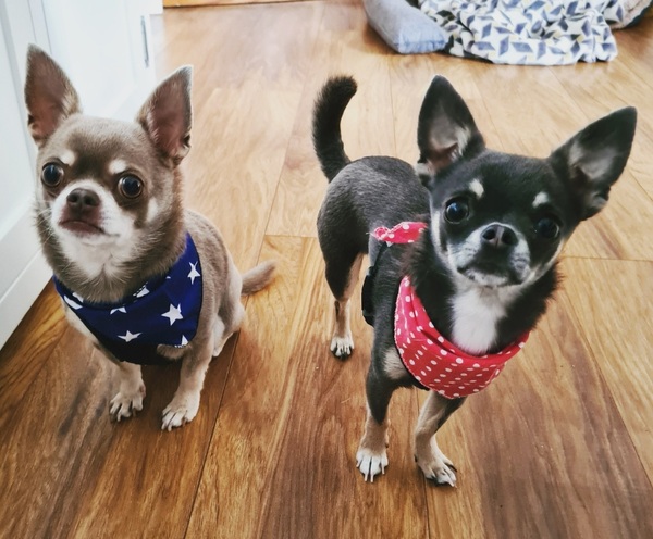 Who fancies a lovely thread filled with dogs?