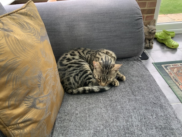 Chew toy for half Bengal