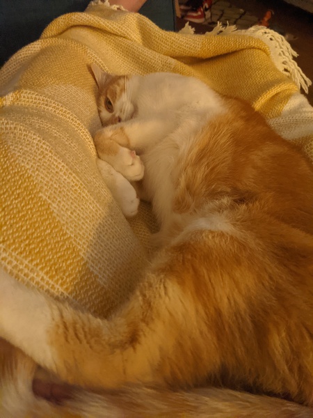 Help with a scratchy kitten!
