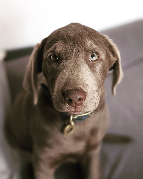 Puppy survival thread. Oct/Nov fireworks!