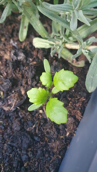 What is this growing?