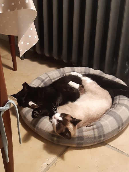 Lucky black cat appreciation thread