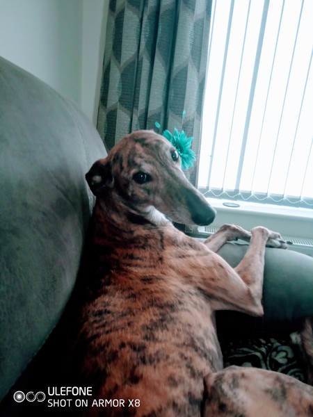 Who fancies a lovely thread filled with dogs?