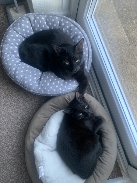 Lucky black cat appreciation thread