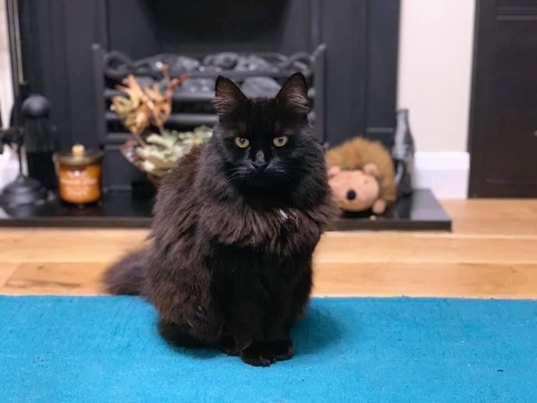 Show me your black cats!