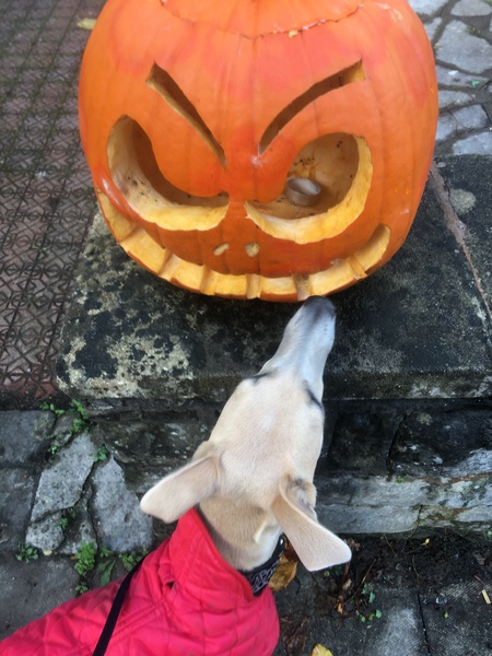 AIBU to not have bought any sweets for trick or treaters?