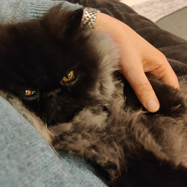 New kittens, who should we pick?