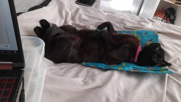 Show me your black cats!