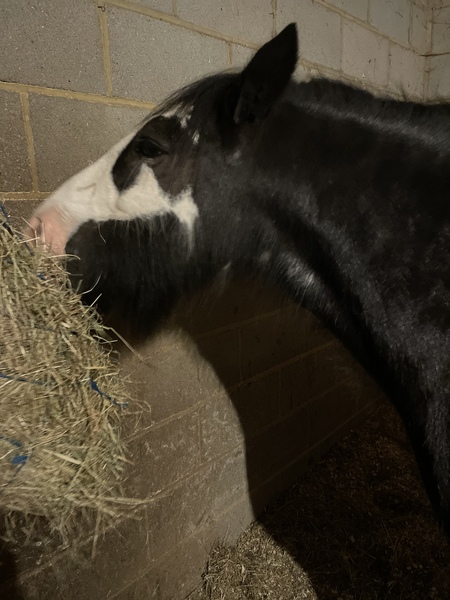 Pony! Squeeeee!