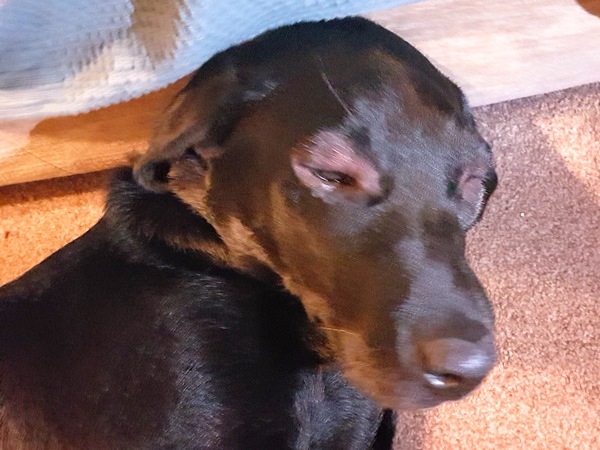 Puppy survival thread. Cold nights in the garden ... yeah...no