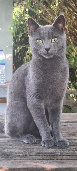 To wonder where the hell the cat has been