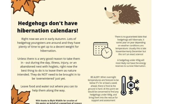 How do you catch a hedgehog?