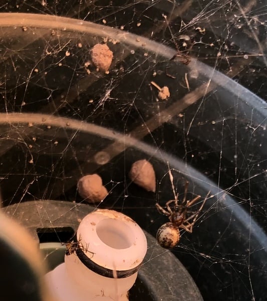 Is this a false widow spider?