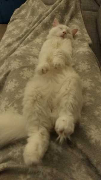 should we get a cat?