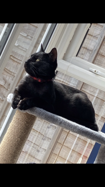 Lucky black cat appreciation thread