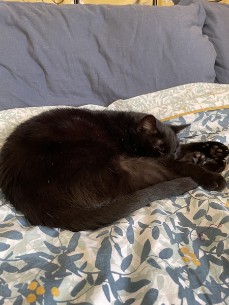 Show me your black cats!