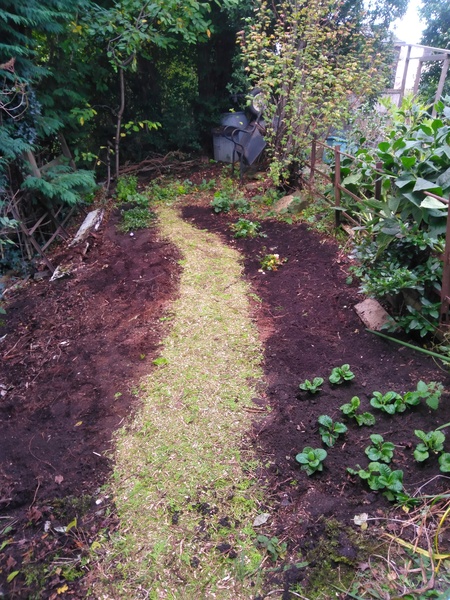 "Re-wilding" a shady area