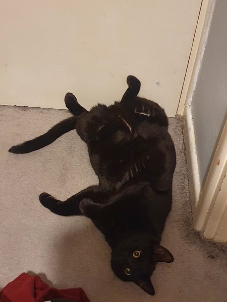 The cat is broken...