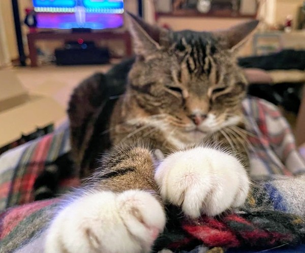 Help!  I'm trapped under a cat