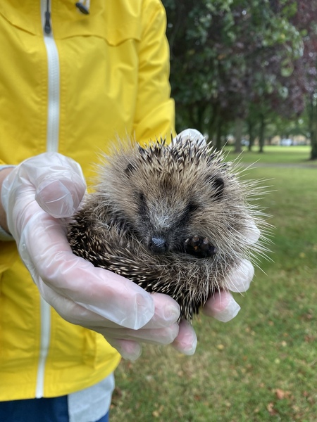 How do you catch a hedgehog?