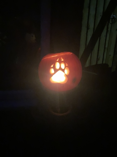 Is there a show us your pumpkins thread?