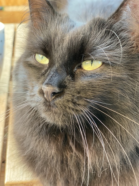 Lucky black cat appreciation thread