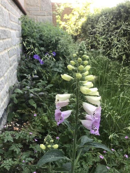 "Re-wilding" a shady area