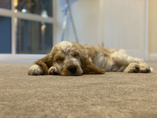 Puppy survival thread. Oct/Nov fireworks!