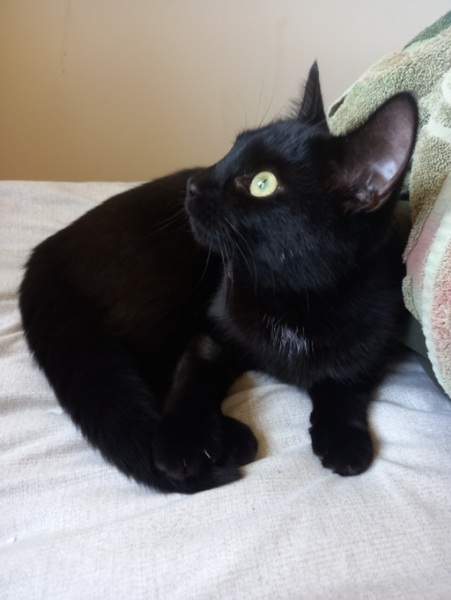 Show me your black cats!