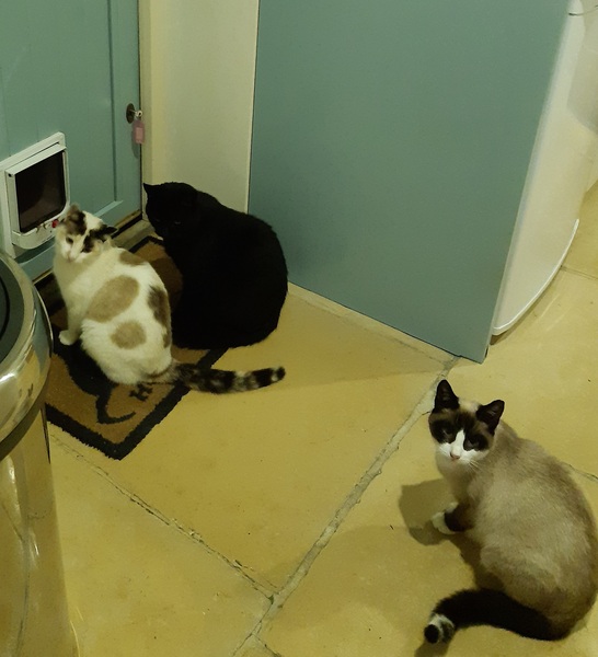 What's your DCat up to today? (Thread 9)