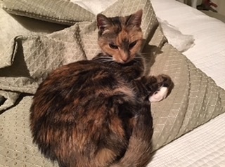 Brexit Megathread Part 3: COP26 and beyond. The Empire is no more.