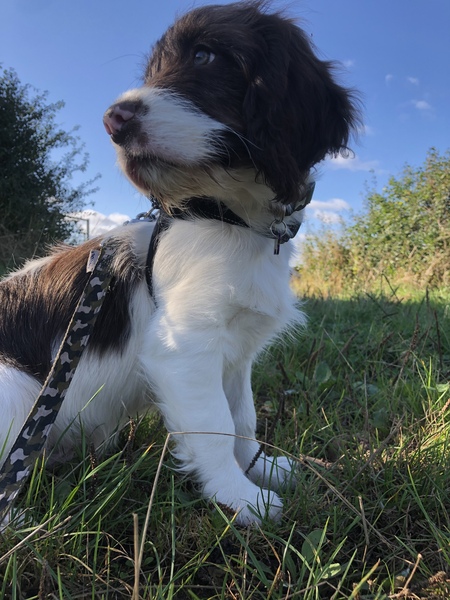 Puppy survival thread. Cold nights in the garden ... yeah...no