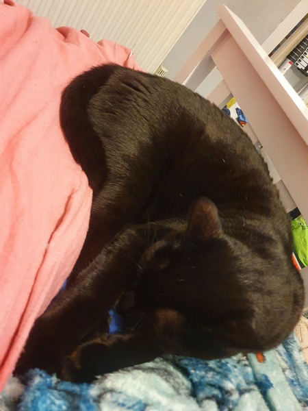 Where the cat parents at?