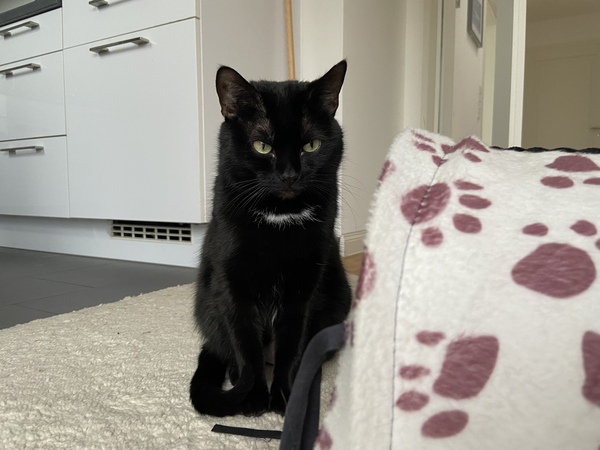 What have you done to annoy your cat today?